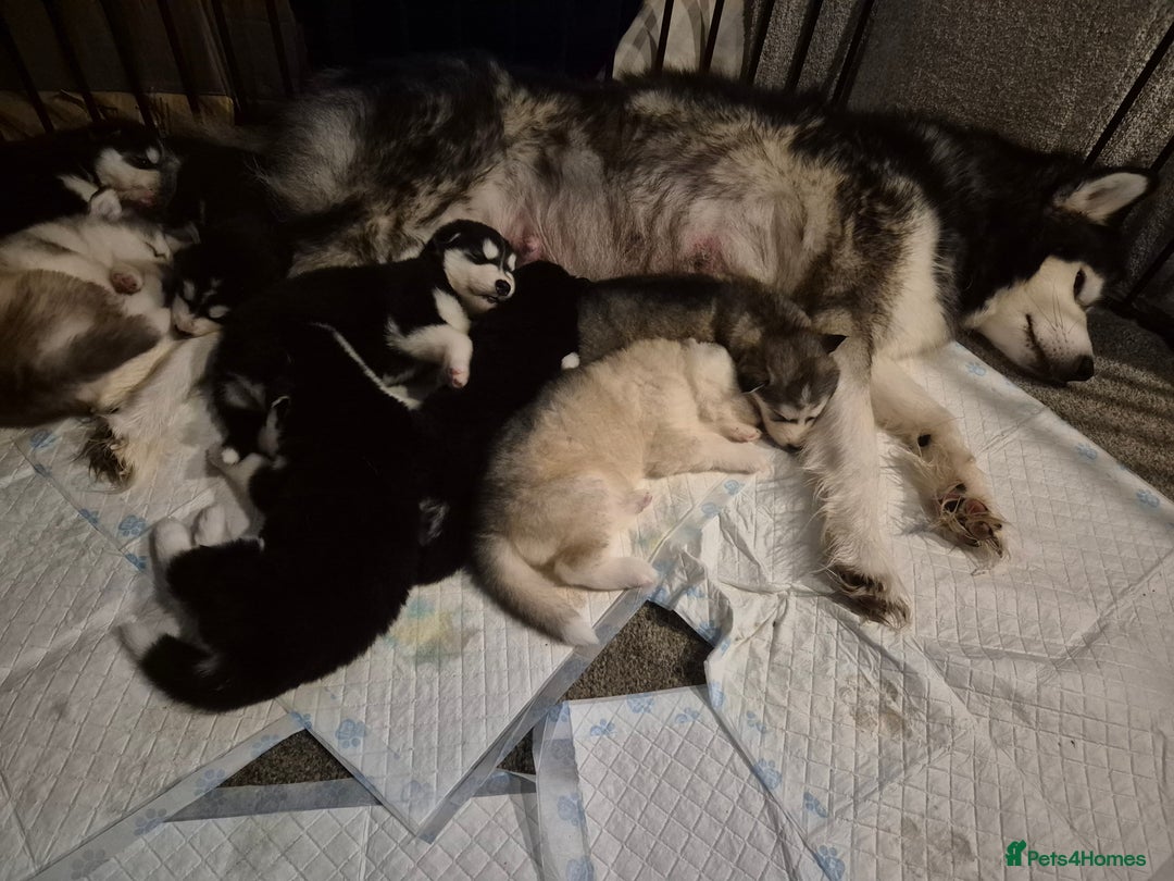 Alaskan Malamute dogs for sale: Alaskan malamute x huskie❤️ - Advert 2