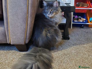 Maine Coon cats Stunning Male Maine coon - Advert 7