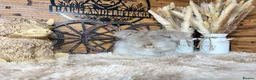 Angora rabbits for sale: PURE PEDIGREE|ENGLISH ANGORA - Advert 13
