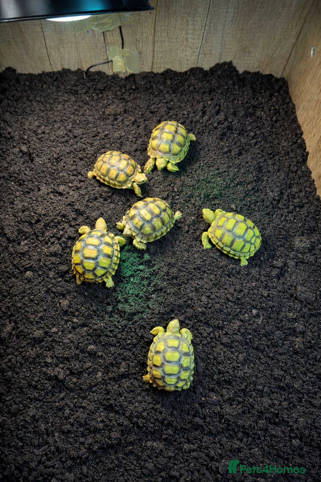 Tortoise reptiles Baby Sulcata Tortoises & Full Set Ups!! - Advert 1