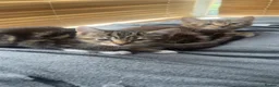 American Shorthair cats for sale: Kitten american shorthair black and brown in Nottingham - Advert 8