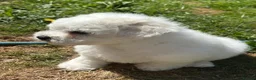 Maltese dogs for sale: Beautiful Maltese Puppies - Advert 2