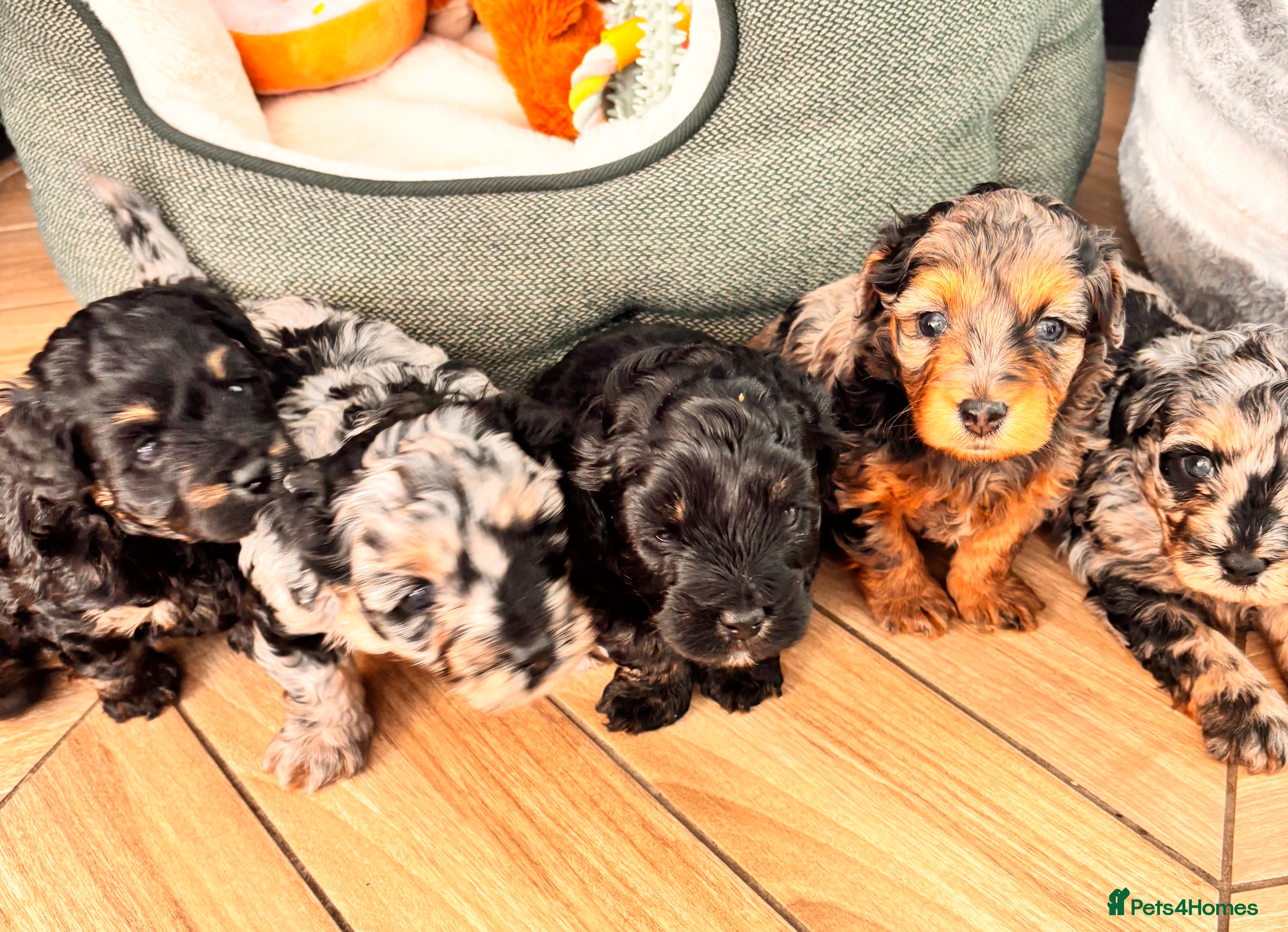 Maltipoo dogs 💎 Adorable Maltipoo Puppies ❤️ - Advert 1