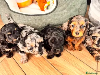 Maltipoo dogs 💎 Adorable Maltipoo Puppies ❤️ - Advert 1
