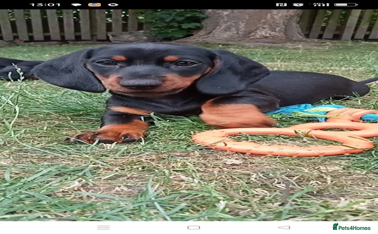 Dachshund dogs - Advert 9