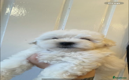 Maltipoo dogs for sale: Maltipoo puppy’s  - Image 2