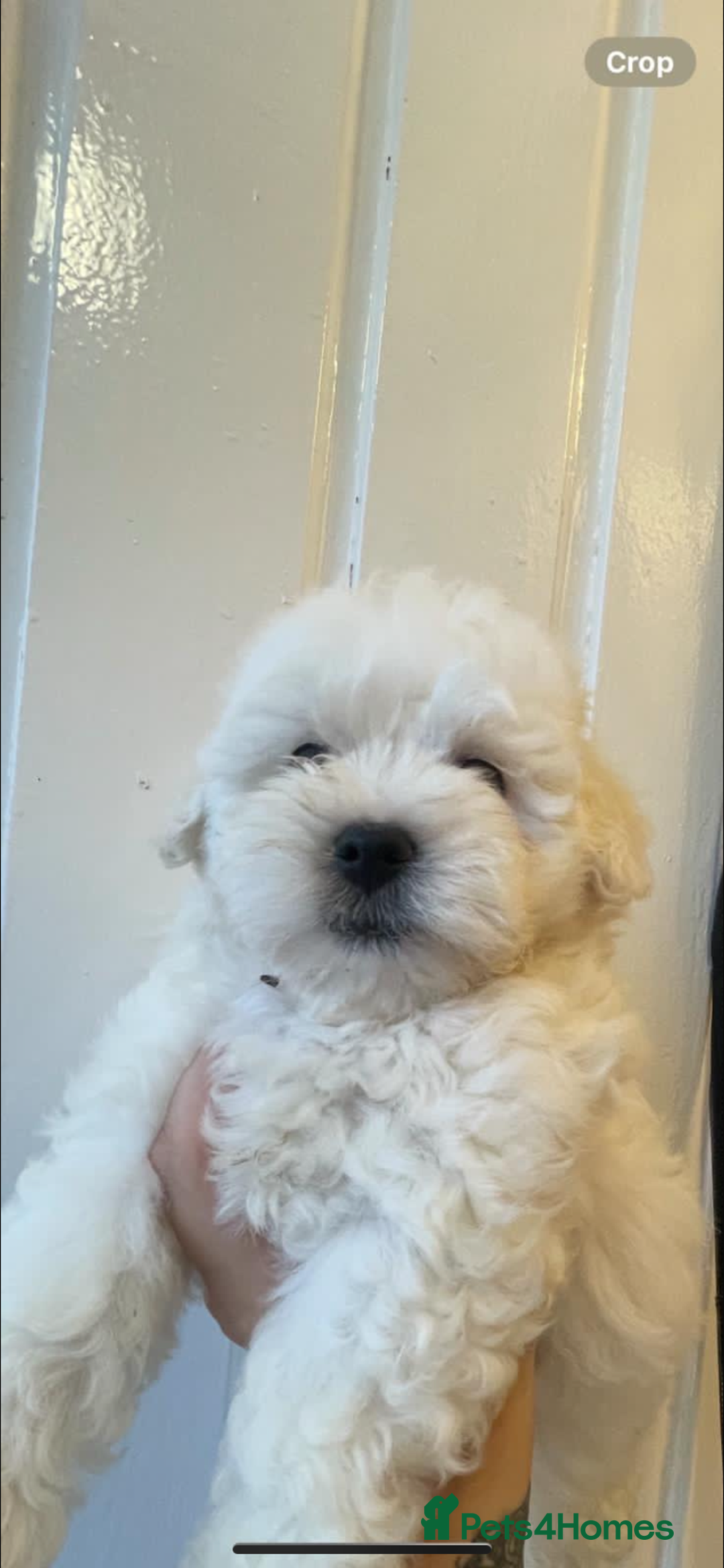 Maltipoo dogs for sale: Maltipoo puppy’s  - Image 2