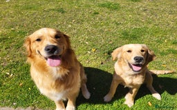 Golden Retriever dogs for stud: Stunning Golden Retriever for stud - Image 4