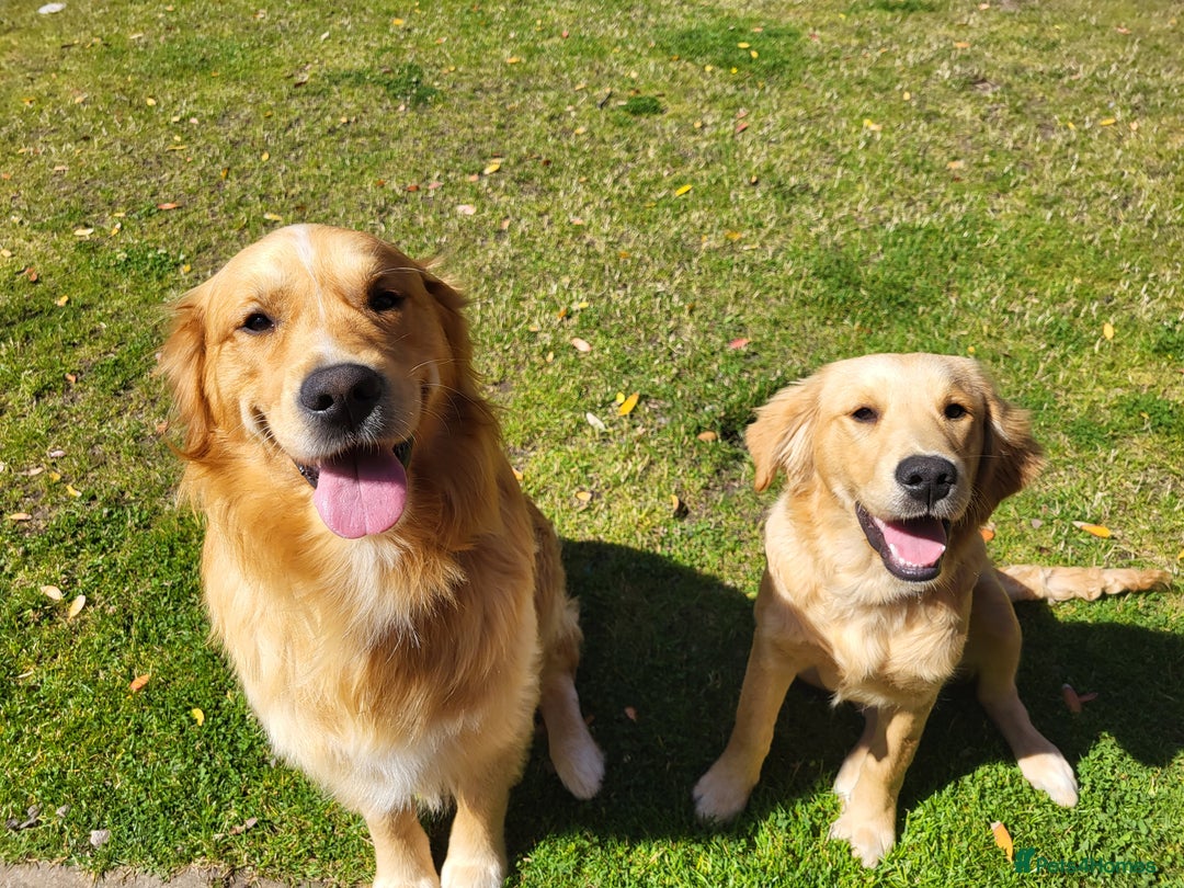 Golden Retriever dogs for stud: Stunning Golden Retriever for stud - Image 4