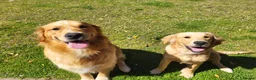 Golden Retriever dogs for stud: Stunning Golden Retriever for stud - Advert 4