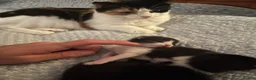 Mixed Breed cats for sale: Beautiful Kittens Seeking Loving Forever Homes  - Advert 14