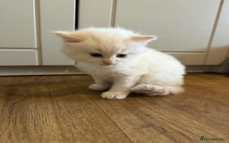 Mixed Breed cats for sale: Male kitten for sale  - Image 5