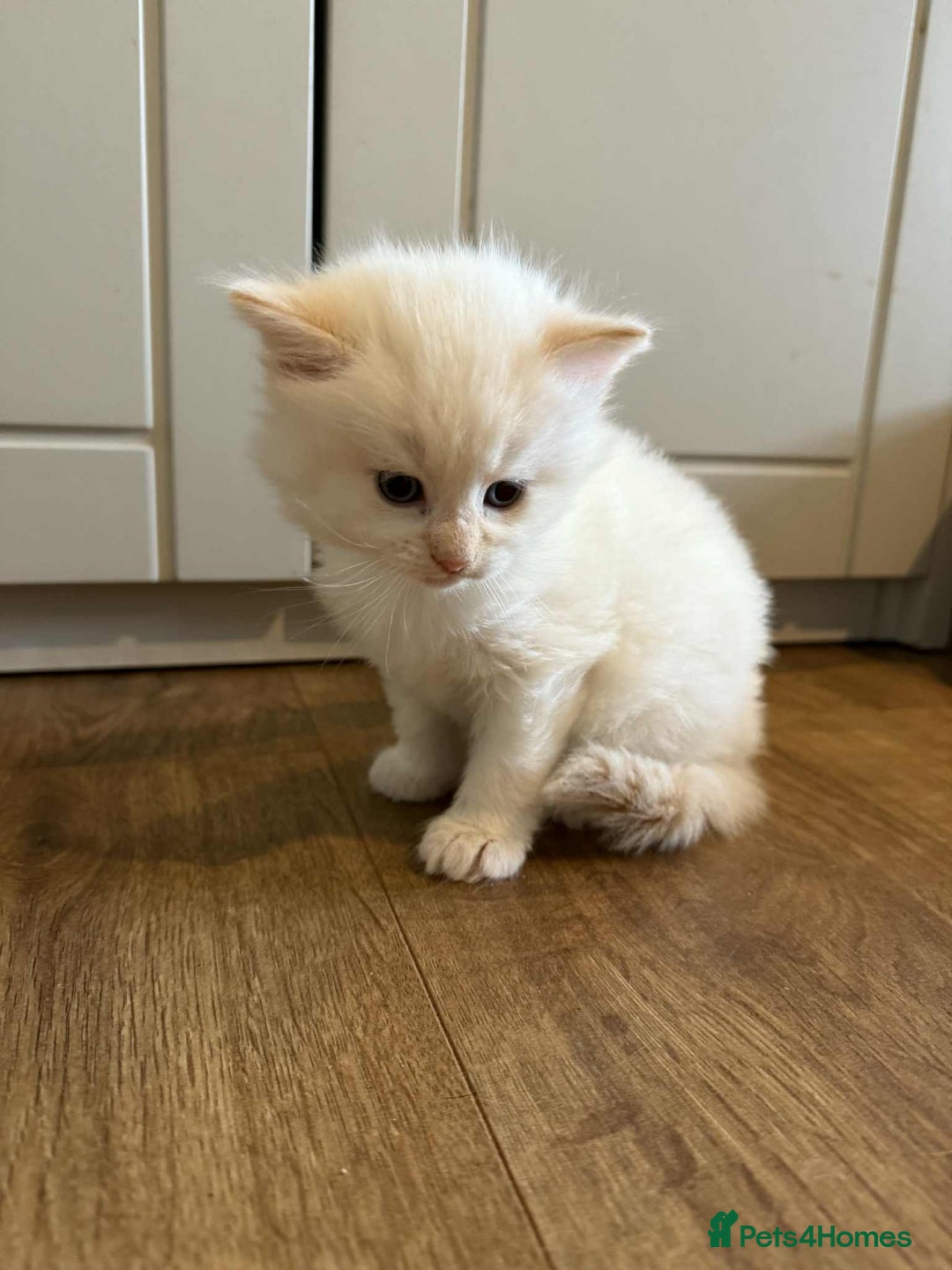 Mixed Breed cats for sale: Male kitten for sale  - Image 5