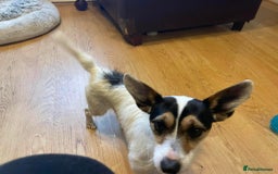 Jack Russell dogs for adoption: Yoda - Hingham Norfolk  - Advert 3