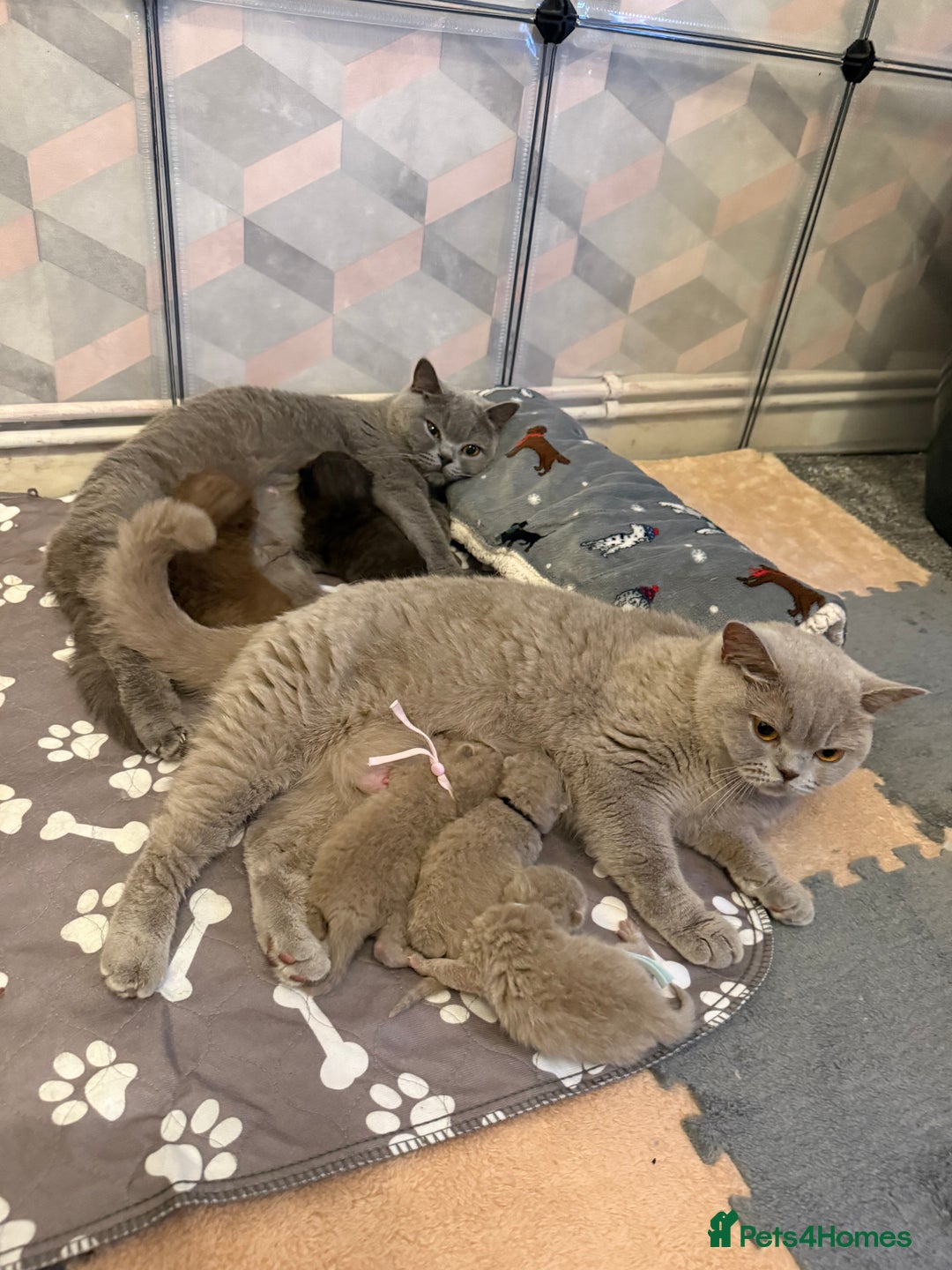 British Shorthair cats for sale: Champion Line British Shorthair Kittens - Image 30
