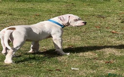 American Bulldog dogs for sale: Male American bulldog  - Image 5