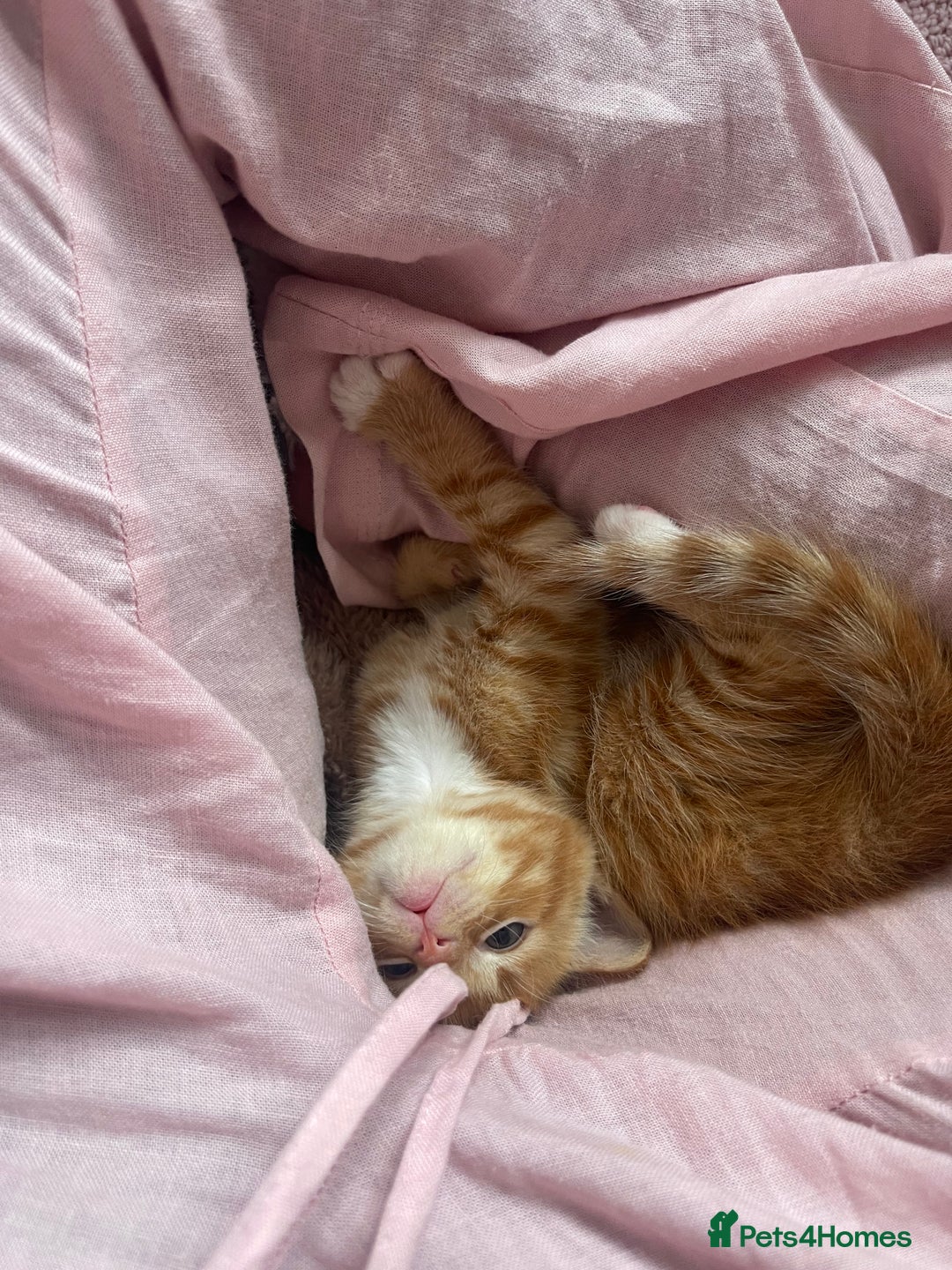 American Shorthair cats for sale: 4 male kittens for sale! - Image 9