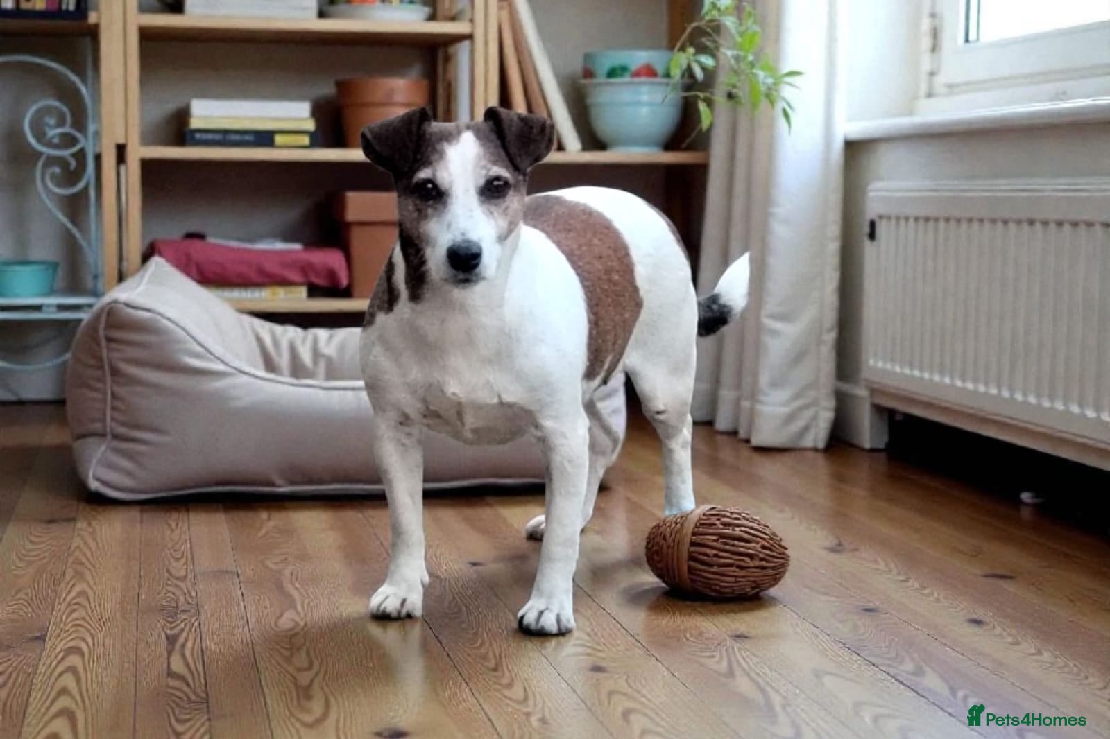 Jack Russell dogs CHLOE – Female Jack Russell Terrier - Advert 1