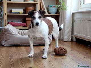 Jack Russell dogs CHLOE – Female Jack Russell Terrier - Advert 1