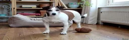 Jack Russell dogs for adoption: CHLOE – Female Jack Russell Terrier - Advert 1