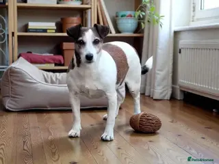 Jack Russell dogs CHLOE – Female Jack Russell Terrier - Advert 1