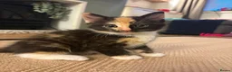 Mixed Breed cats for sale: Kittens ready to leave  - Advert 5