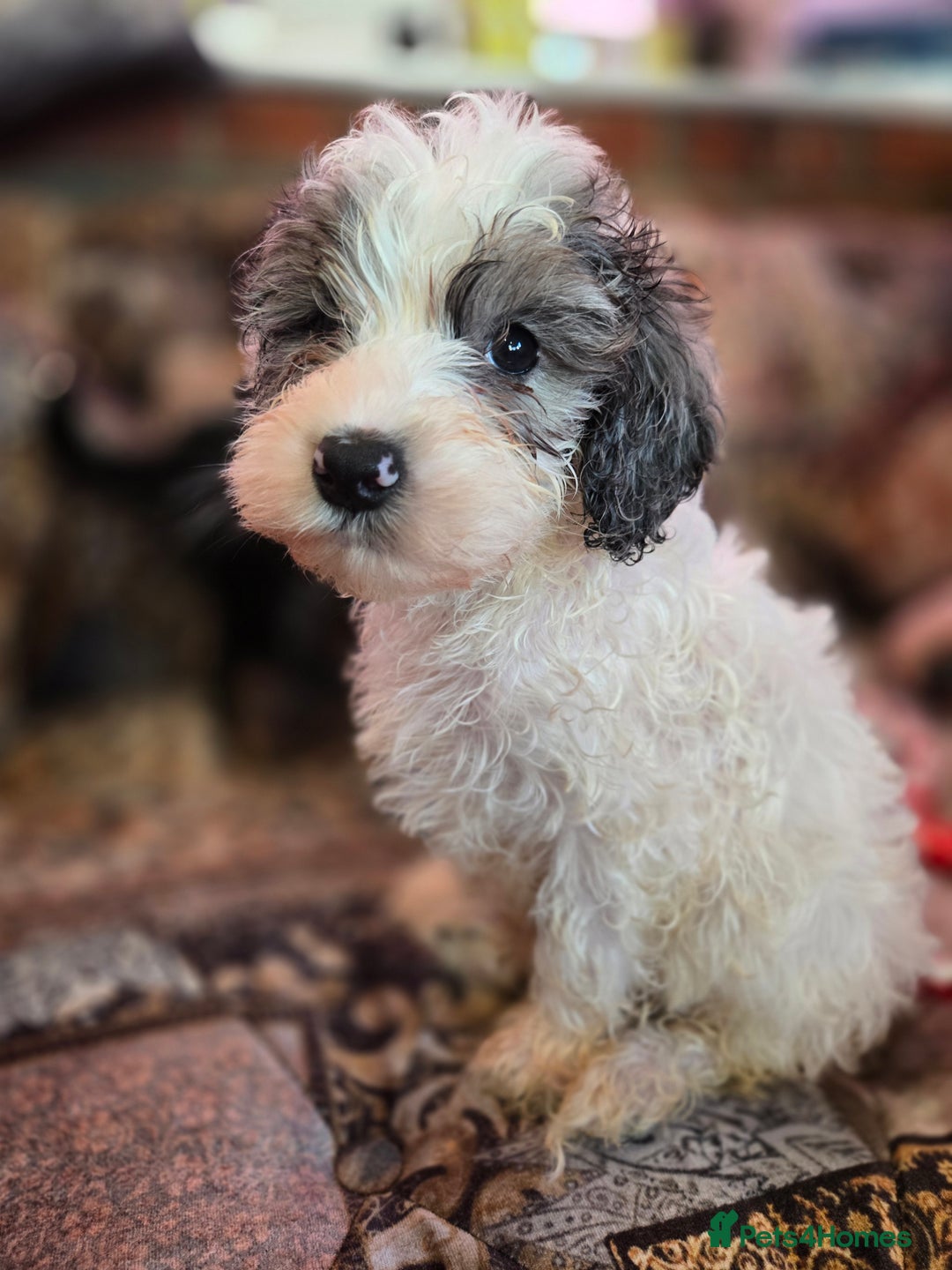 Cockapoo dogs for sale: Stunning mini cockapoo dna checked puppies - Advert 1