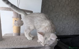 Mixed Breed cats for sale: Stunning British Shorthair cross Ragdoll Girl  - Image 5
