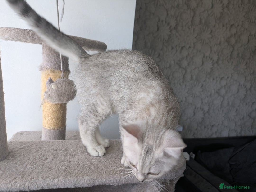 Mixed Breed cats for sale: Stunning British Shorthair cross Ragdoll Girl  - Image 5