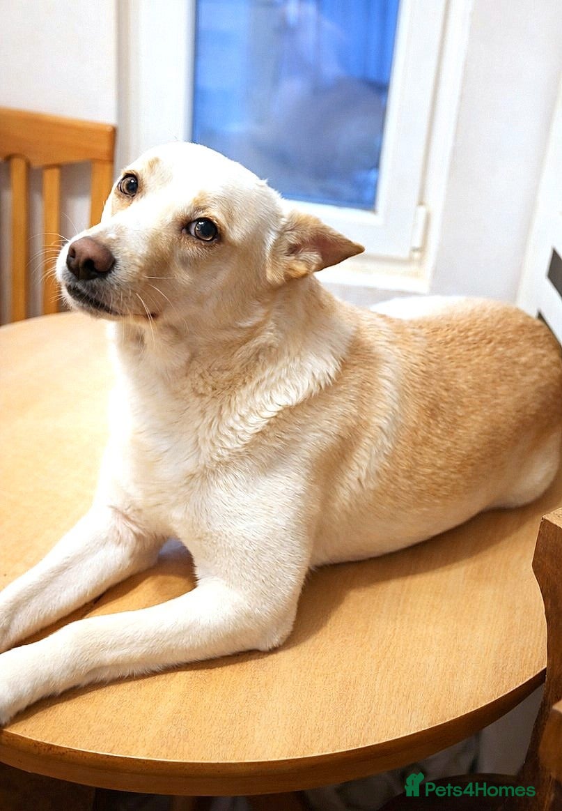 Mixed Breed dogs 🐾 PANDORA – Ready to Be Someone’s Everything ❤️ - Advert 1