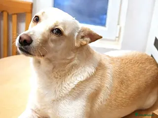 Mixed Breed dogs 🐾 PANDORA – Ready to Be Someone’s Everything ❤️ - Advert 1