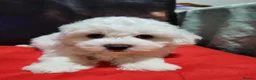 Bichon Frise dogs for sale: Bichon frise,, - Advert 6