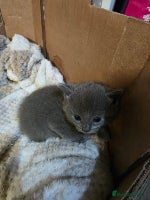 Ragdoll cats 3 beautiful ragdoll cross Persian kittens - Advert 1