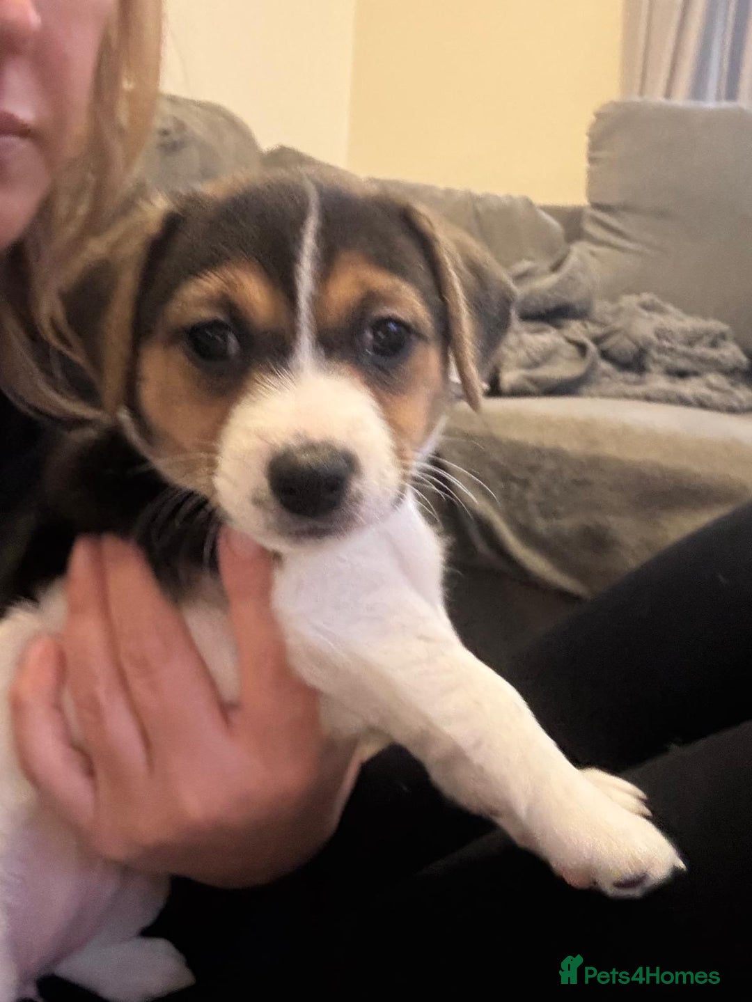Jack Russell dogs for sale: Jack Russell litter of 7 - Advert 10