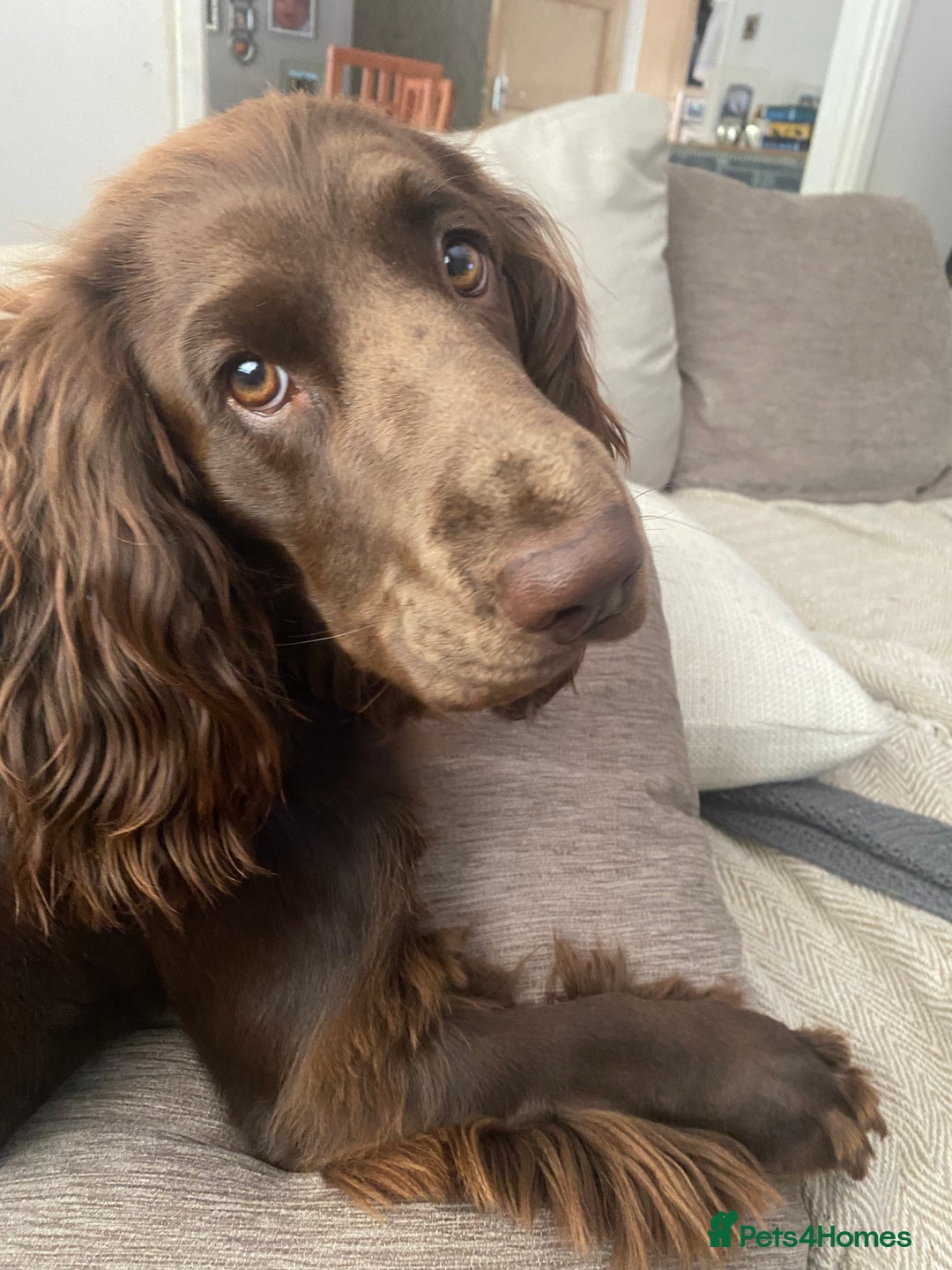 Cocker Spaniel dogs for stud: Cocker Spaniel for Stud - Advert 6