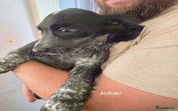 Cocker Spaniel dogs for sale: Cocker spaniel pups - Image 15