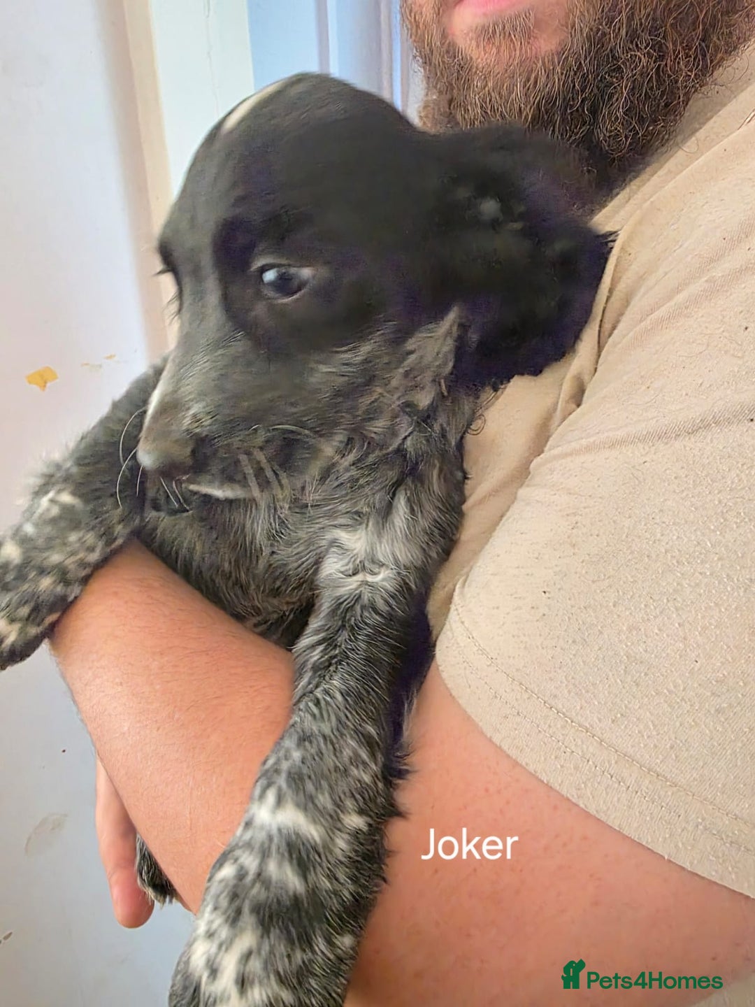 Cocker Spaniel dogs for sale: Cocker spaniel pups - Image 15