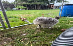 Chickens poultry for sale: 1 male silkie male grey speckled  - Image 1