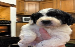 Sproodle dogs for sale: Spoodles - Image 10
