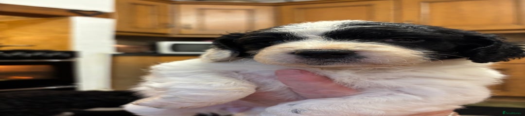 Sproodle Puppy 2