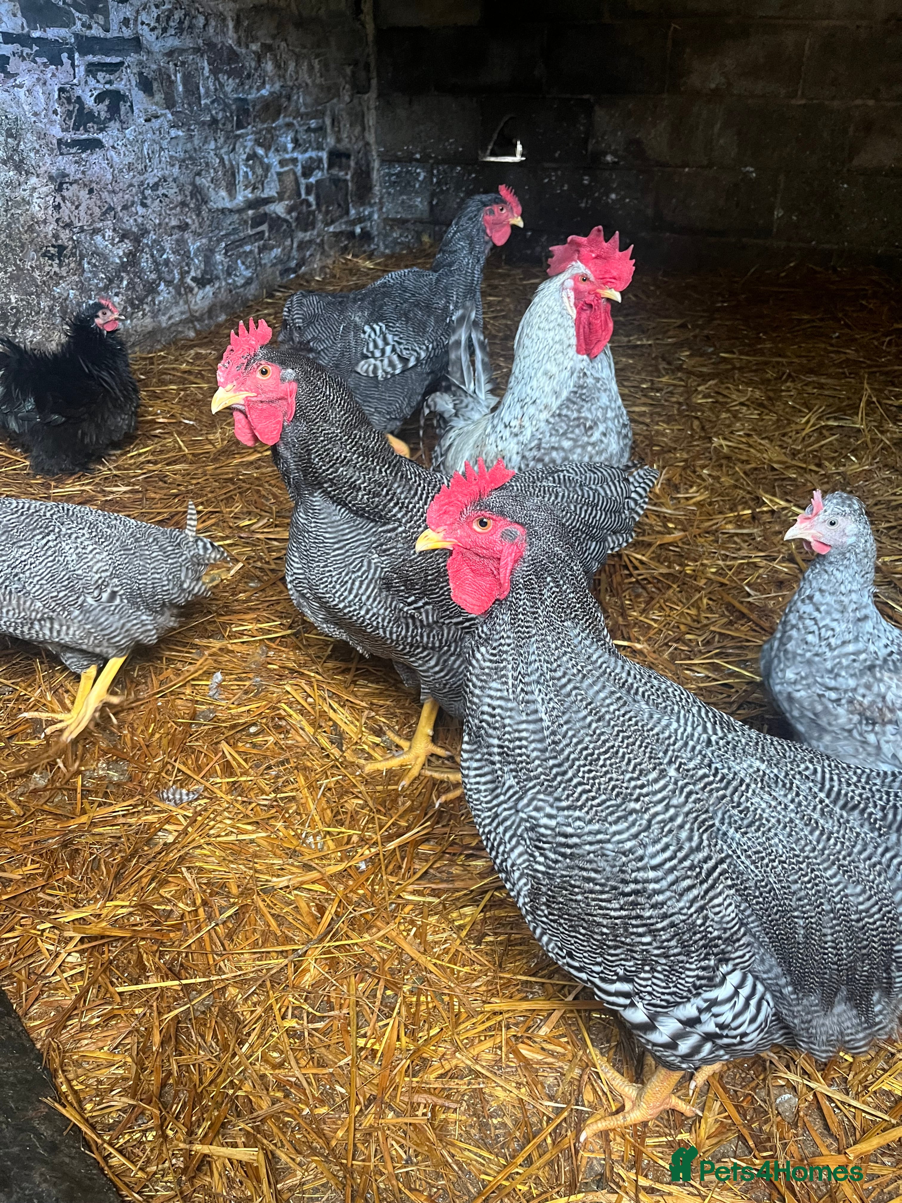 Chickens poultry Cockerels  - Advert 15