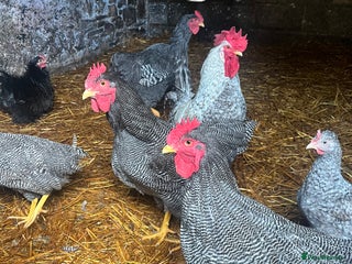 Chickens poultry - Advert 3