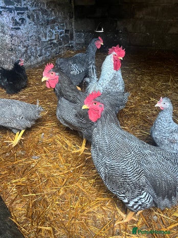 Chickens poultry - Advert 3