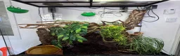 Frog reptiles for sale: 3 Whites tree frogs for sale  - Advert 8