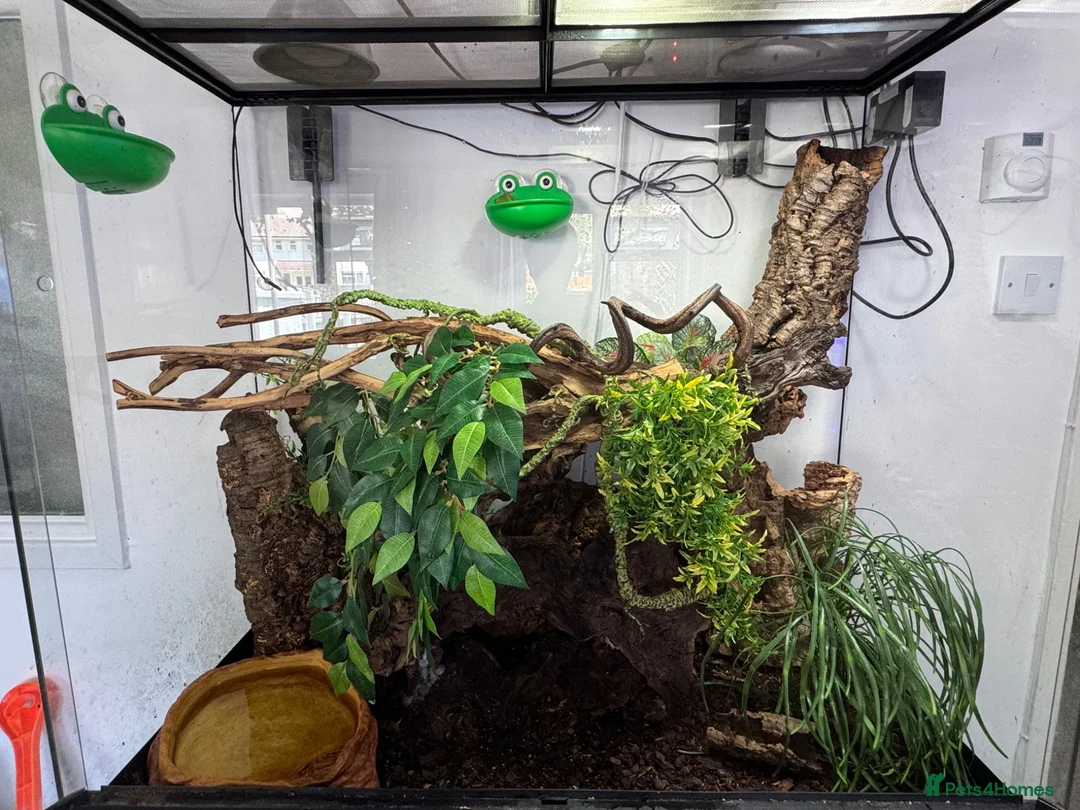Frog reptiles for sale: 3 Whites tree frogs for sale  - Advert 8