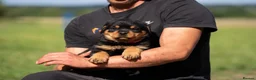 Rottweiler dogs for sale: KC registered Rottweiler Puppies - Advert 6
