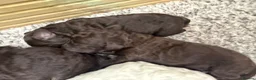 Cockapoo dogs for sale: Beautiful f1 Cockapoo puppy’s  - Advert 4