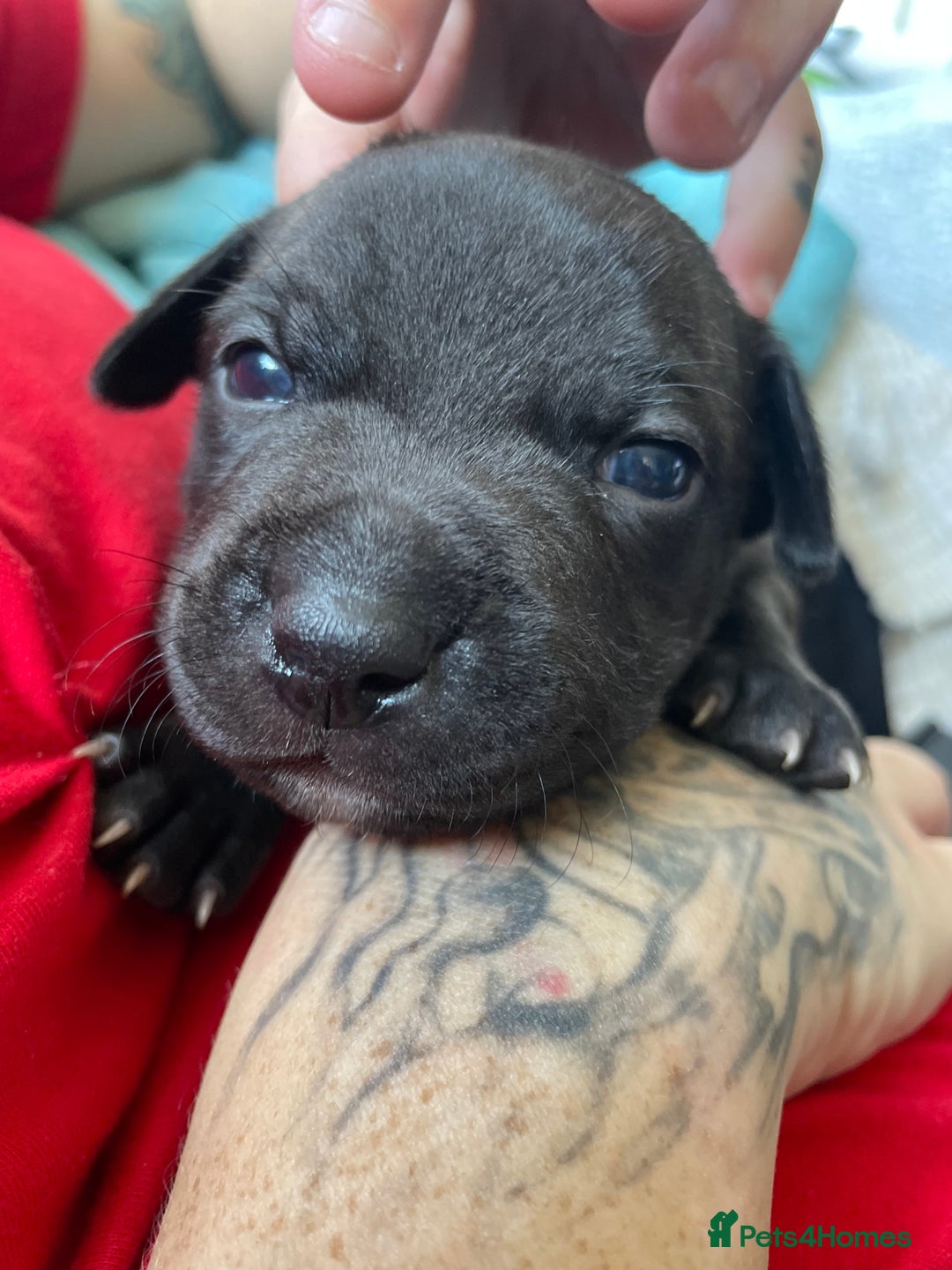 Staffordshire Bull Terrier dogs for sale: Last male Staffy looking for his forever home - Image 1