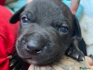 Staffordshire Bull Terrier dogs - Advert 27