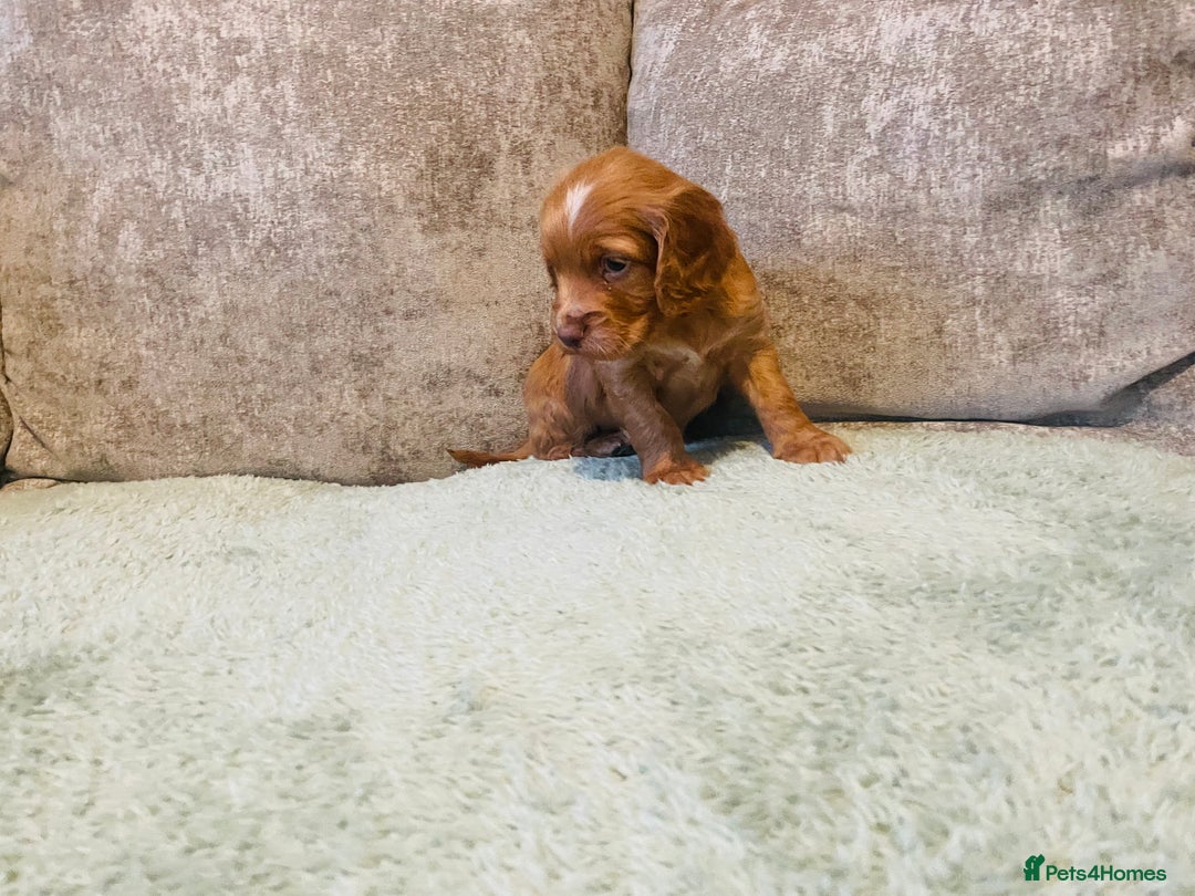 Cocker Spaniel dogs for sale: KC registered cocker spaniels  - Advert 10